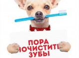 Чистка зубов собакам и кошкам ультразвуком на дому / Иваново
