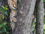 котята сервала доступны для продажи / Малышево