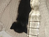 КОТЁНОК В ДОБРЫЕ РУКИ! / Иваново